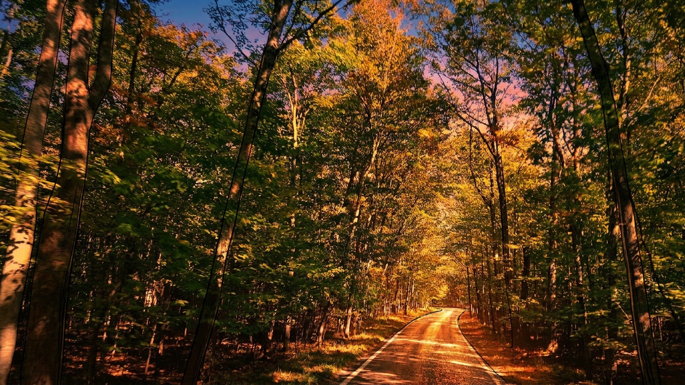 The Tunnel of Trees — Twenty Miles of Crooked Road